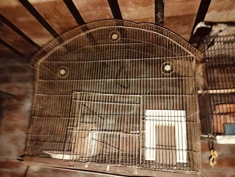 birds cage  two person ha