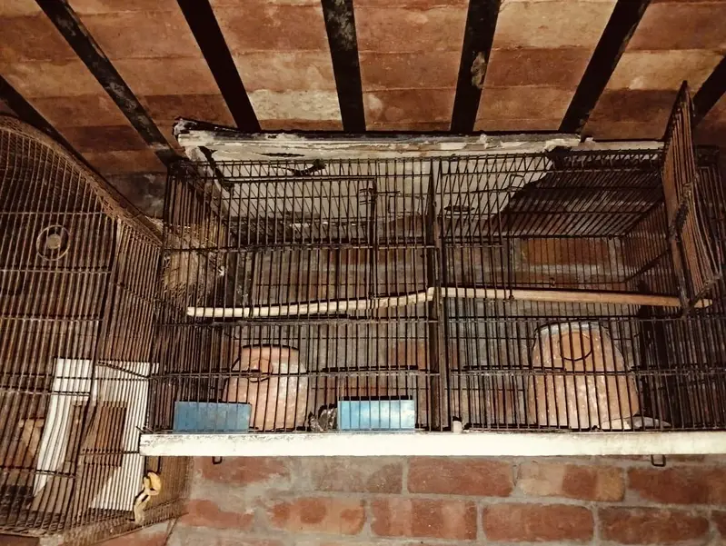 birds cage  two person ha — photo 3
