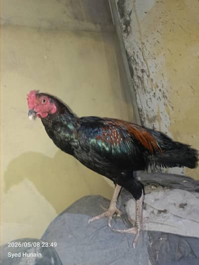 Black murga Aseel Muskha Jawa