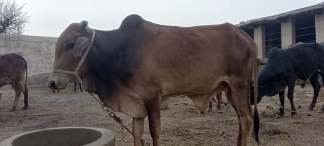 for qurbani 2026