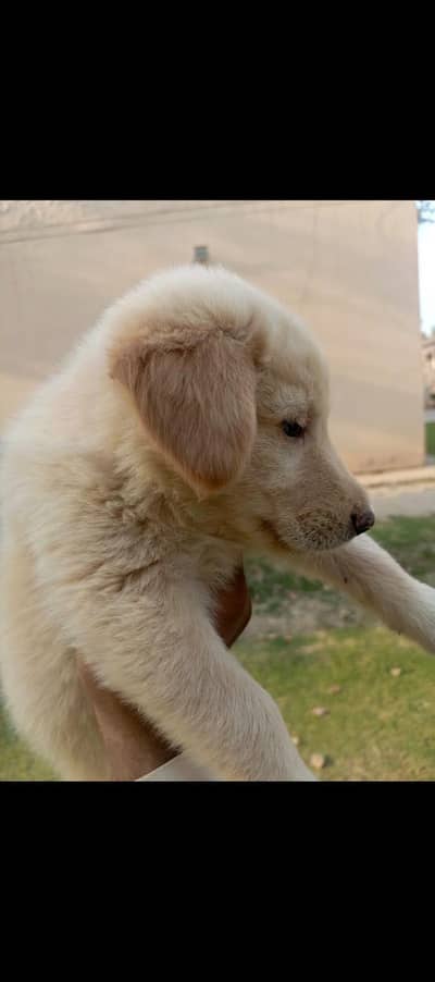 Golden Retriever Mix puppy