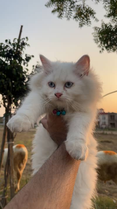 2 month male kitten available for sale