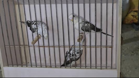 Grey/Gray Bw Blackwing Budgies