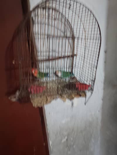 very nice birds