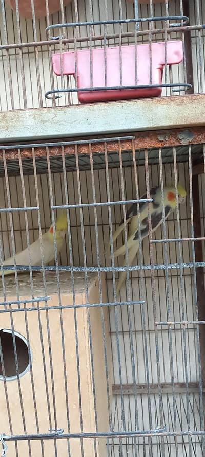 Cream cocktail breeding pair