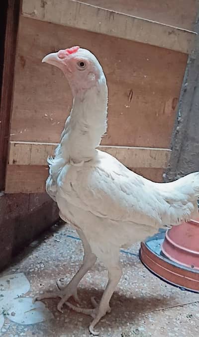 Heera Aseel Females