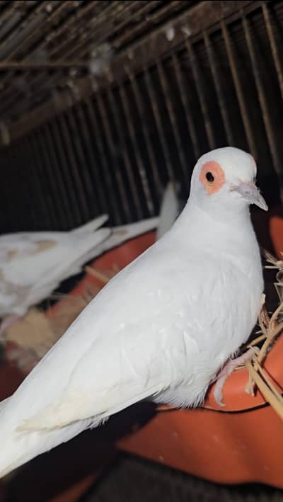 Red Pied And Blue White Tail Doves