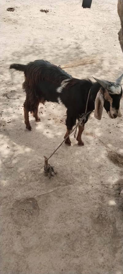 qurbani bakra