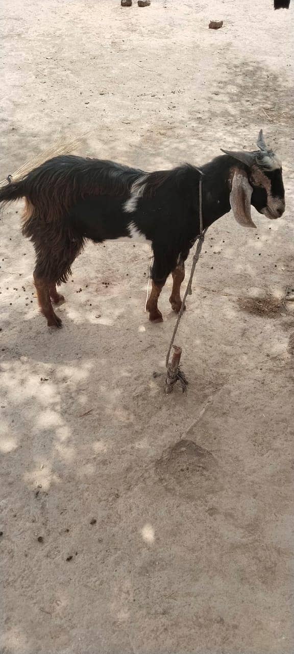 qurbani bakra 1
