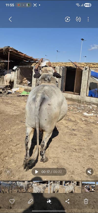 cow for sale