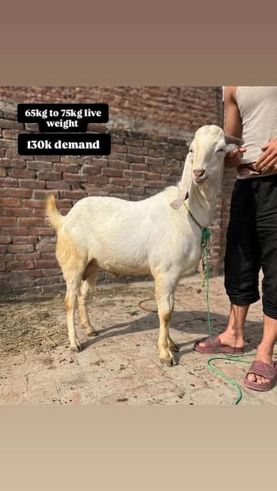 qurbani 2026 goats for sale +92 322 6904996
