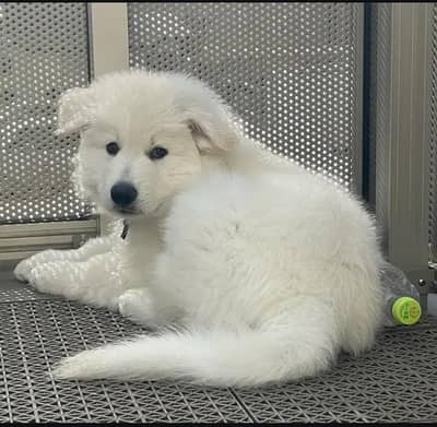 Snow White German shepherd