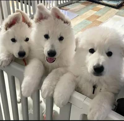Snow White German shepherd