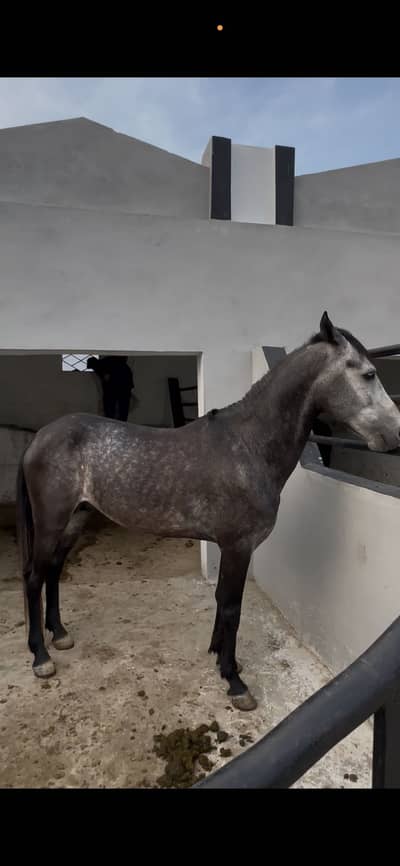 Horse
