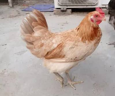 desi murgi anday dy rhi hy