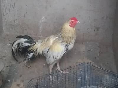 aseel murga h ek aankh Red color h or ek white color h