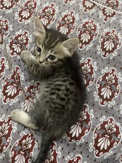cute persian kittens