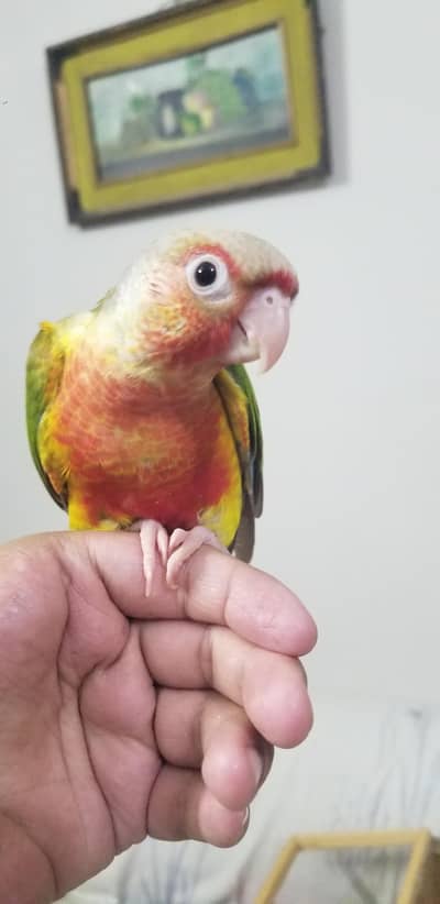 Pineapple High Red Conure & Yellow Sided Conure  Split Blue