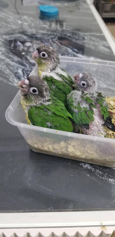 Pineapple High Red Conure & Yellow Sided Conure  Split Blue