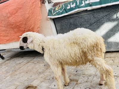 Dhumba For Sale