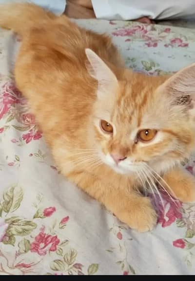 Doll face persion cat