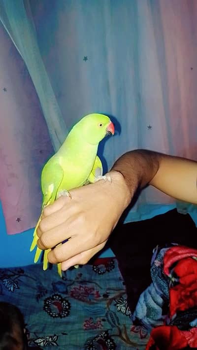 talking parrot for sell