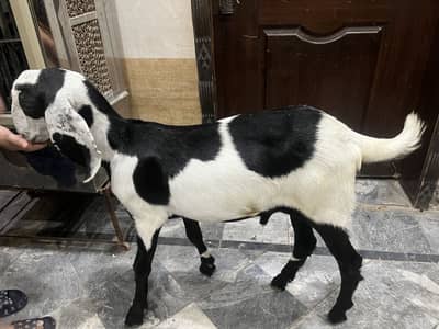 Qurbani ka liya Bakra for sale 2 dant