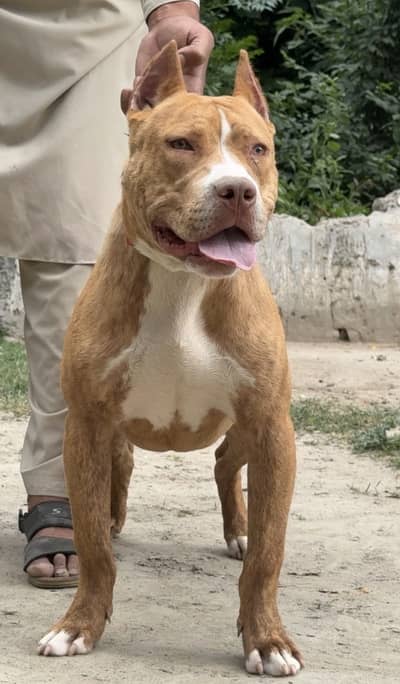 American Pitbull puppy age only 8Months