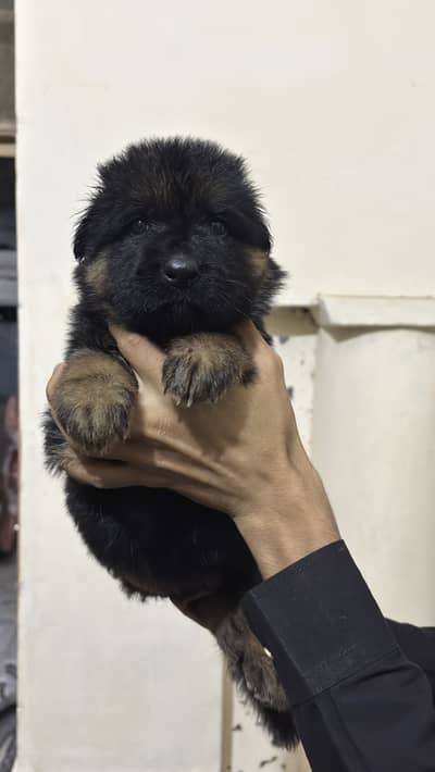 Long coat German shepherd puppies both male and female available