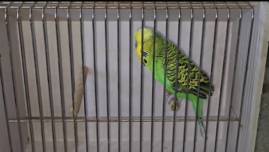 Exhibition Breeder Fertile Male