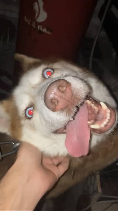 Famale Husky Brown Colour ( Blue Eyes ) Age 1.5 Year Very Friendly