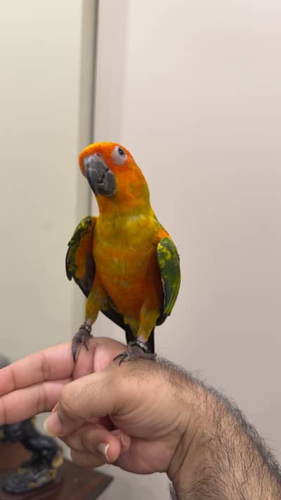 SUNCONURE HAND TAME FOR SALE