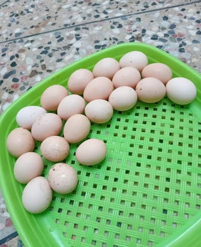 Desi eggs (03444608899)