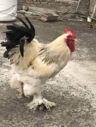 Brahma Buff  Breeder Male