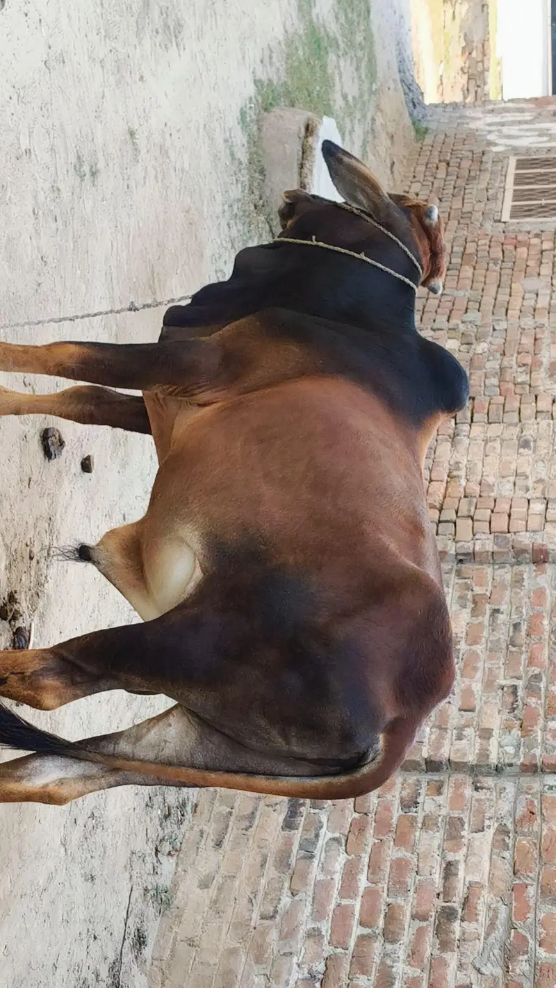 Sahiwal/Desi BreedBull