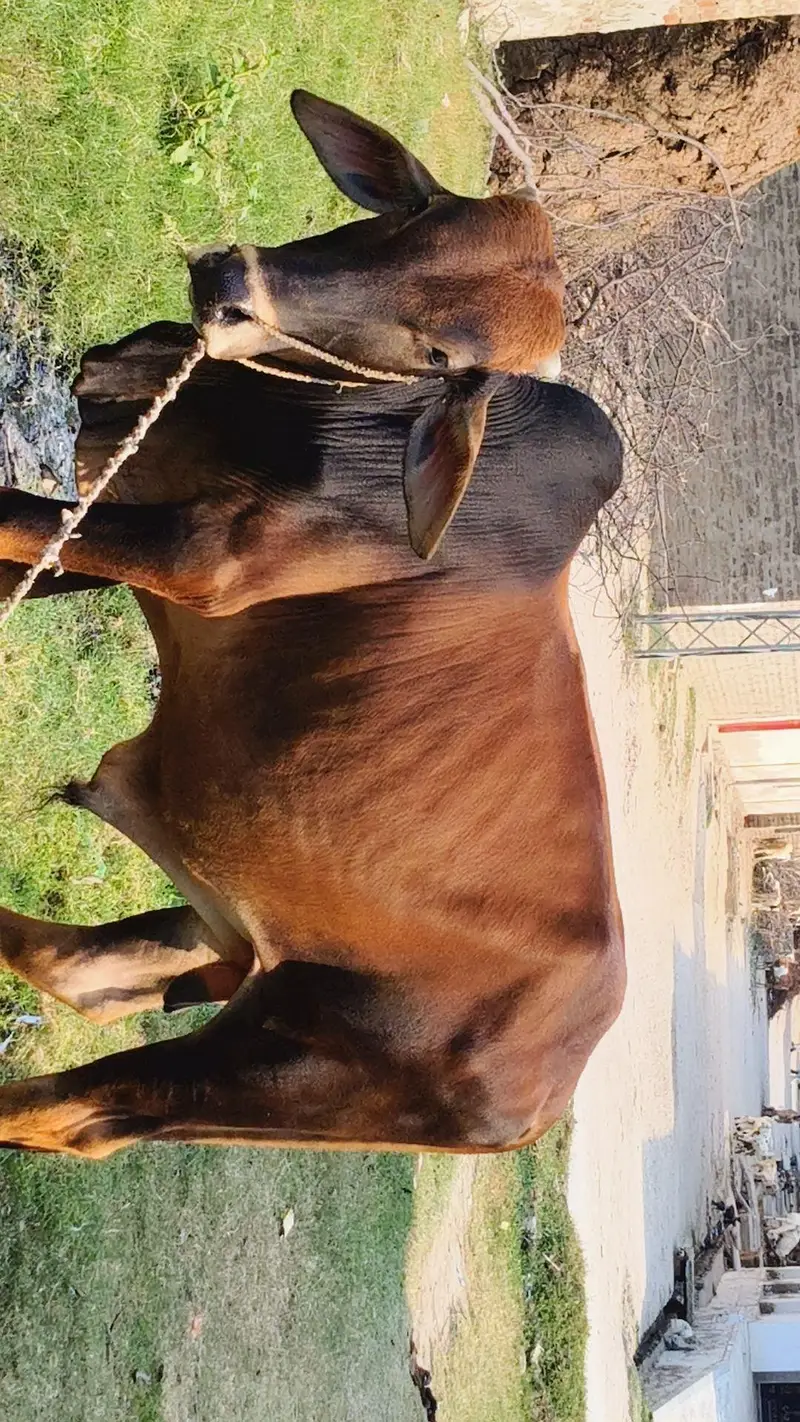 Sahiwal/Desi BreedBull — photo 2