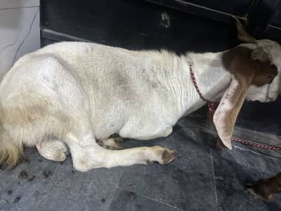2 Bakra rajan puri qurbani ka liya