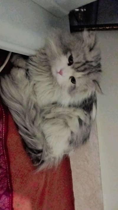 persian male cat
