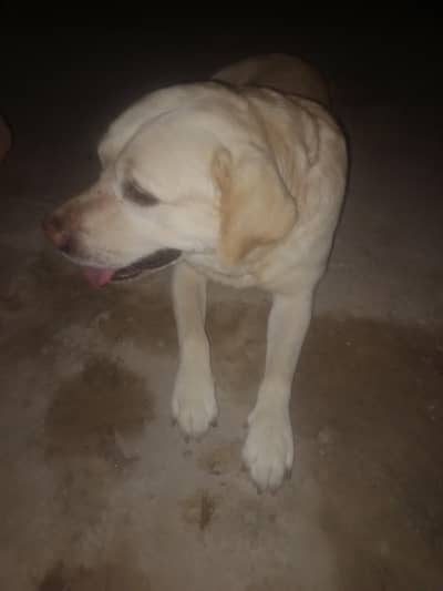 Labrador Male