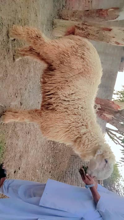 qurbani k ly tyar poori age