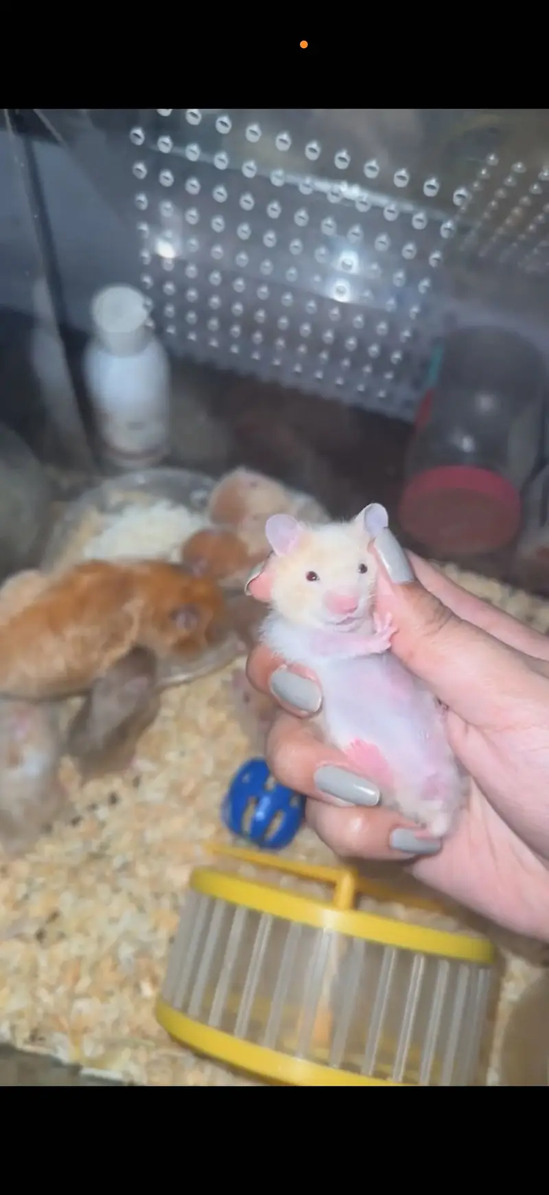 Imported Syrian Hamsters available with free food and bedding! — photo 7