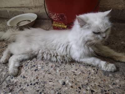 persian cat for sale