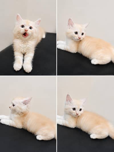 Cute Fluffy Persian Mix Male Kitten 