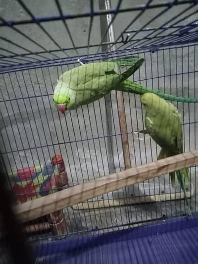 ringneck pair bareder