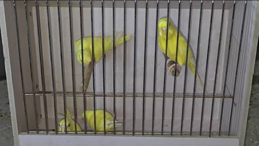 beautiful Red eye budgies