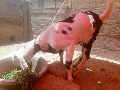Best for Qurbani  ( Bakra for sale)
