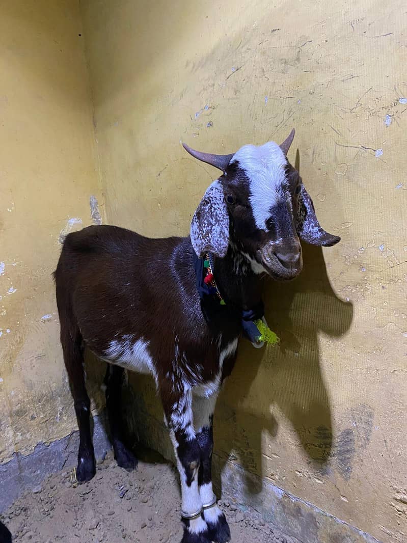 dumba 5