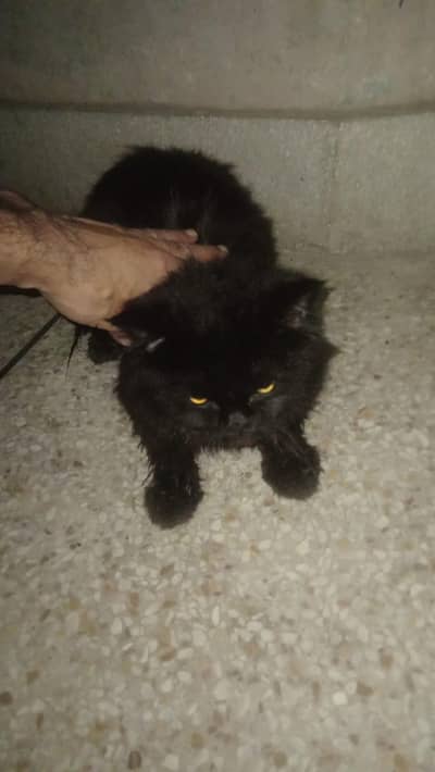 Persian Cat