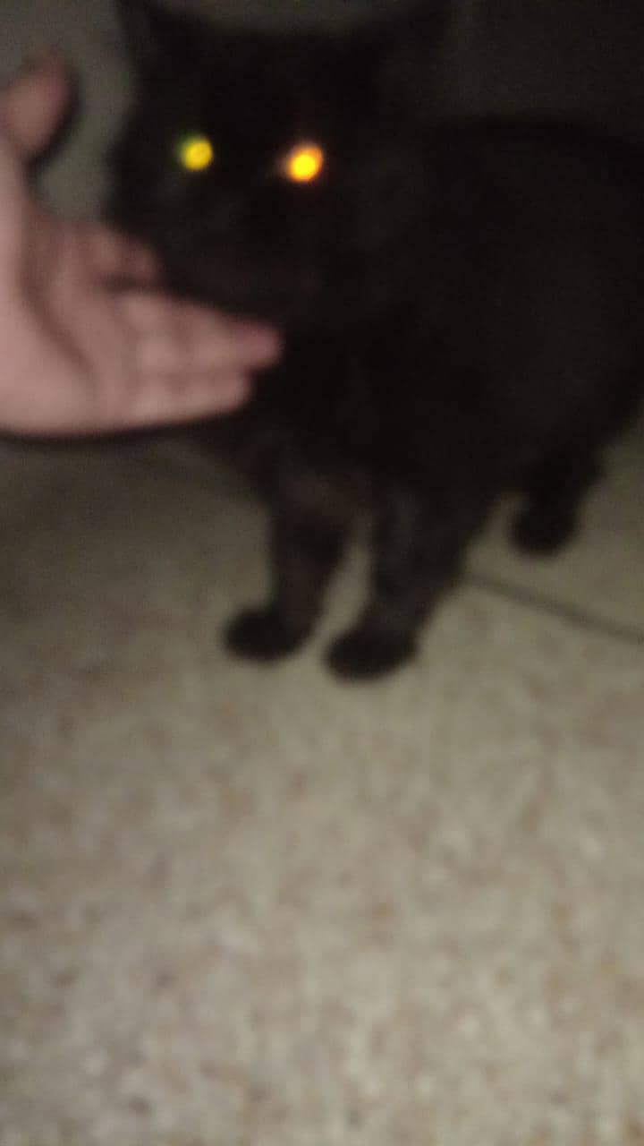 Persian Cat 1
