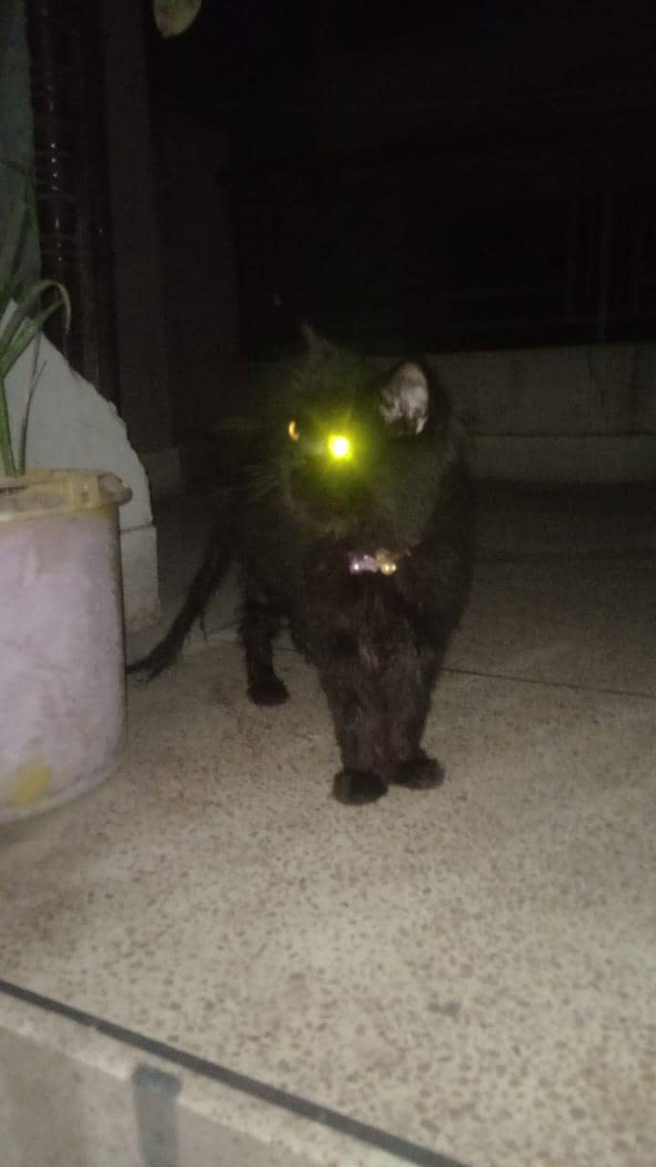Persian Cat 2